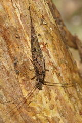 Nesomachilis