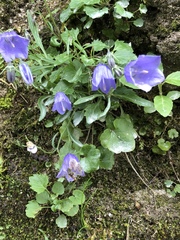 Campanula cochleariifolia