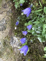 Campanula cochleariifolia