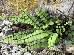 Asplenium trichomanes