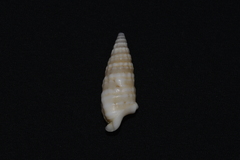 Rhinoclavis bituberculata
