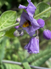 Solanum umbelliferum