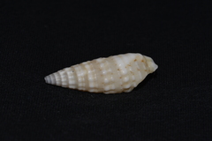 Rhinoclavis bituberculata