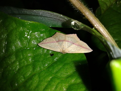 Timandra apicirosea