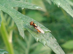 Microchrysa flaviventris