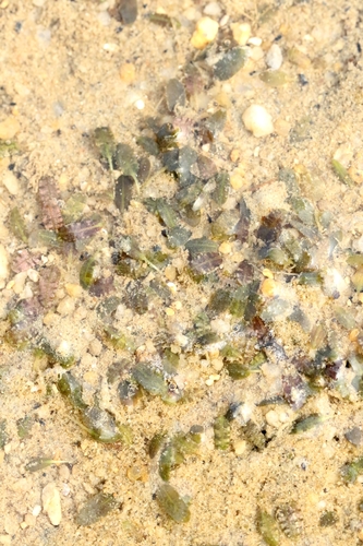 Ocean turf grass (Halophila beccarii)