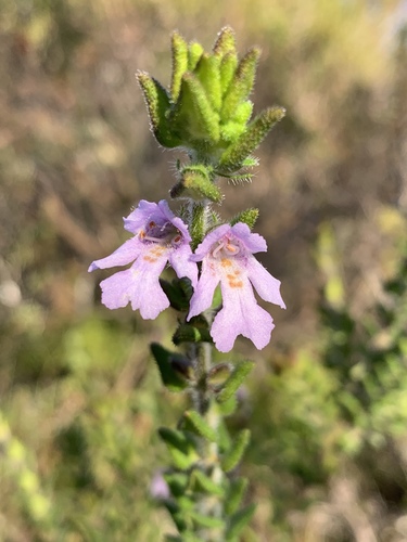Prostanthera densa A.A.Ham.