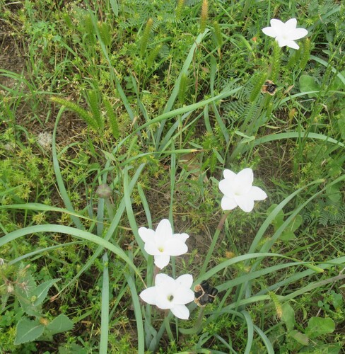 Image of Zephyranthes drummondii by (c) Linda Jo Conn, some rights reserved (CC BY)