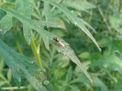 Microchrysa flaviventris