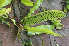 Asplenium scolopendrium