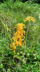 Lycoris aurea