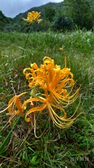 Lycoris aurea