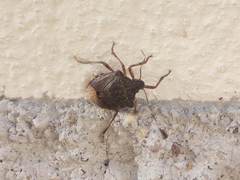 Halyomorpha halys