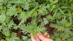 Artemisia verlotiorum