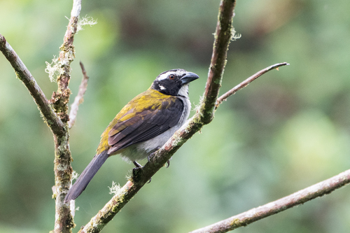 Black-winged Saltator (Saltator atripennis), photo 7