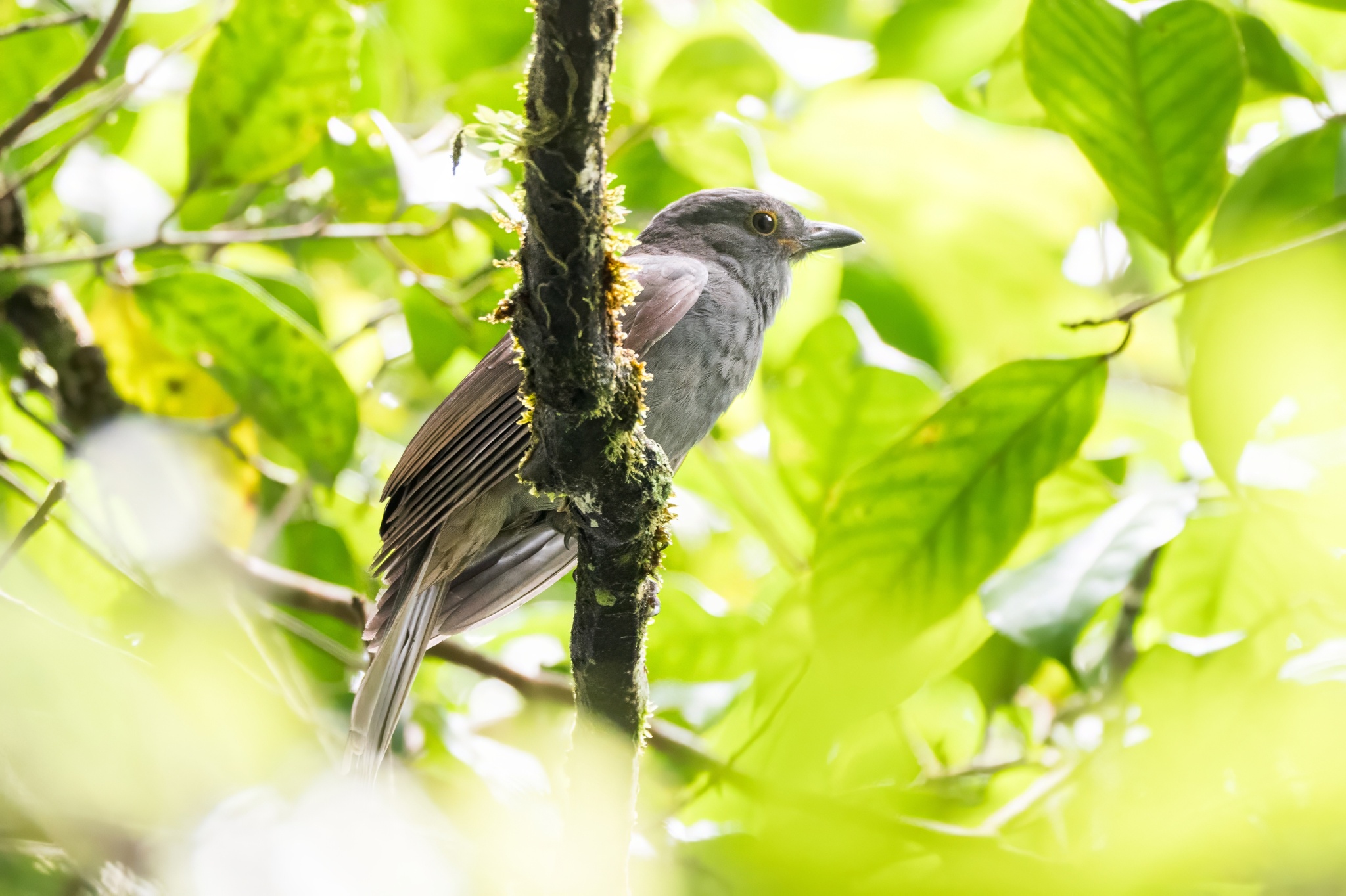Chestnut-capped Piha (Lipaugus weberi), photo 5