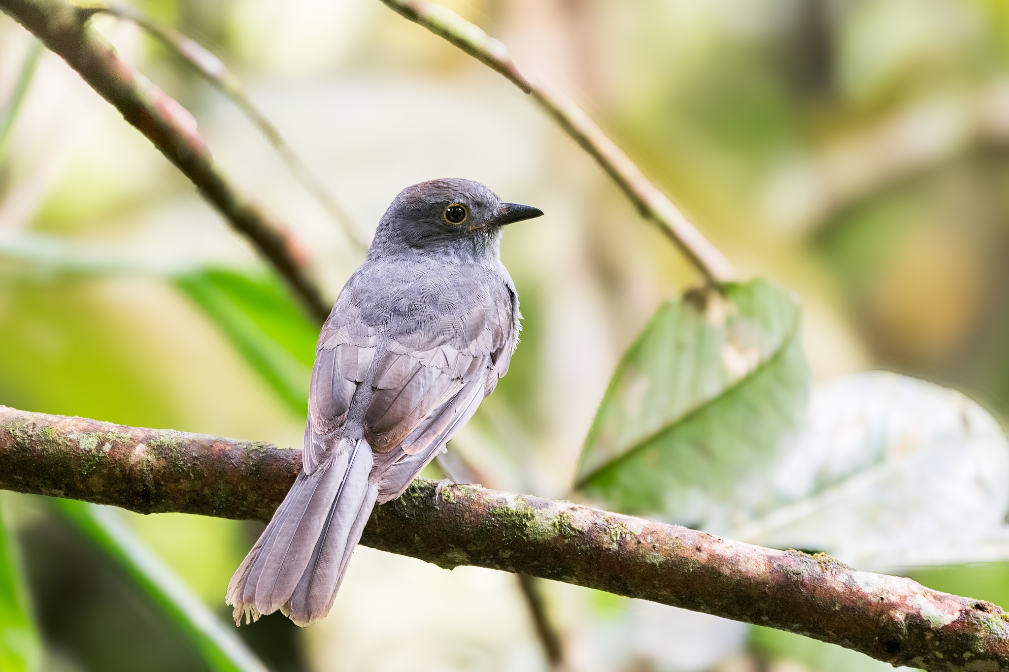 Chestnut-capped Piha (Lipaugus weberi), photo 2