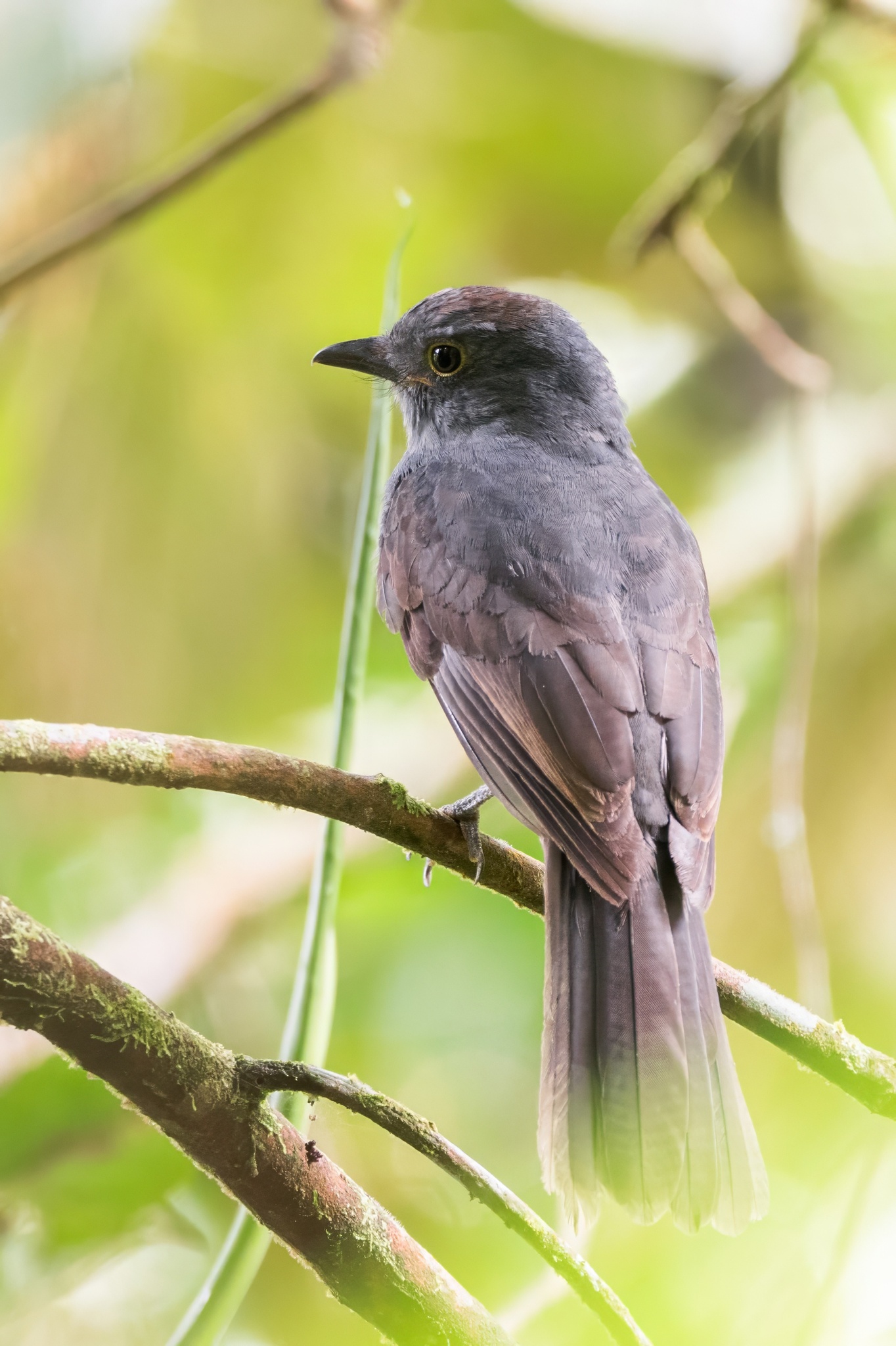 Chestnut-capped Piha (Lipaugus weberi), photo 4