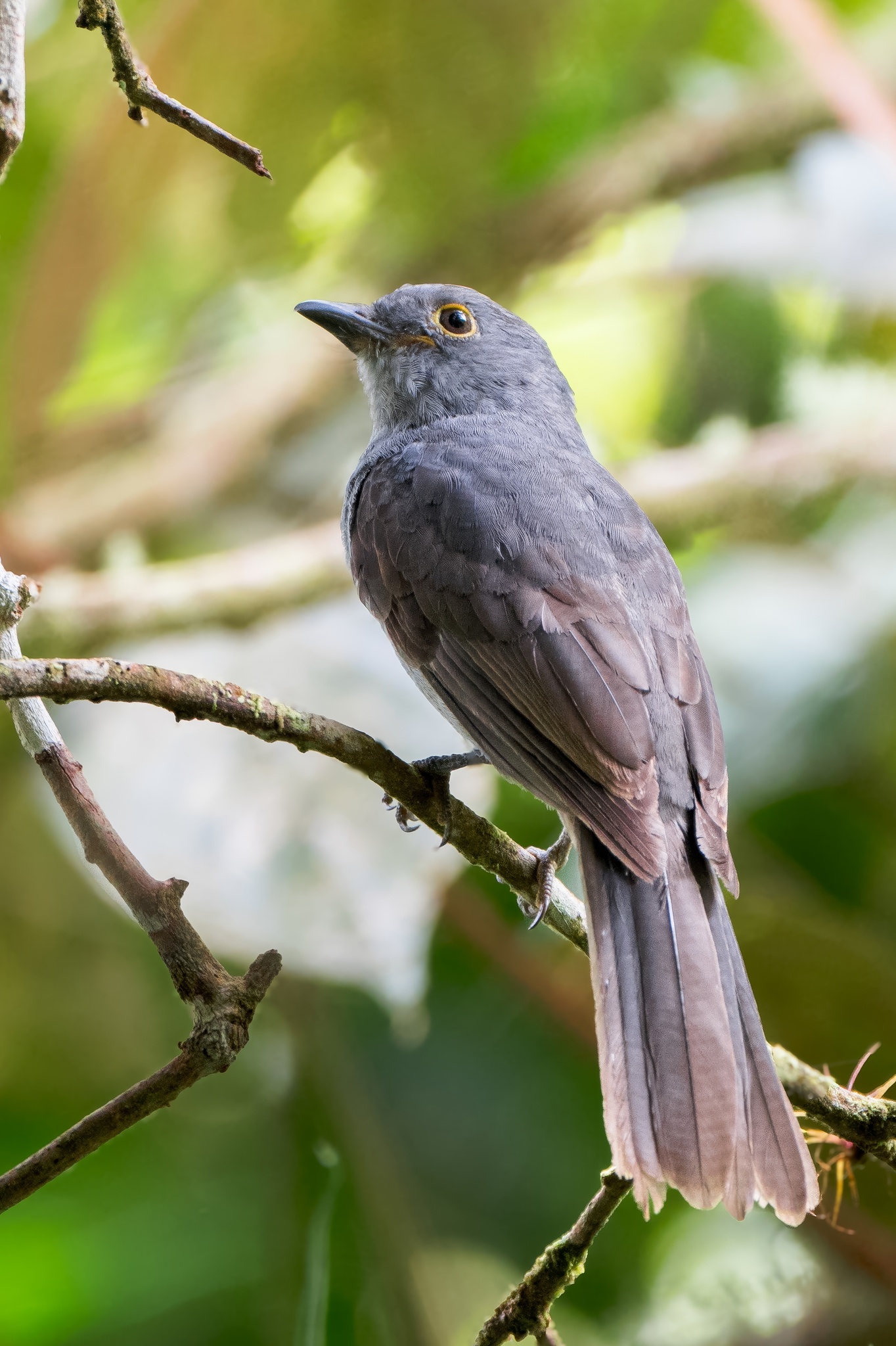 Chestnut-capped Piha (Lipaugus weberi), photo 3