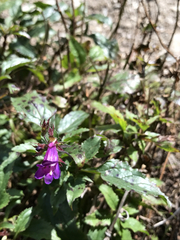 Penstemon serrulatus