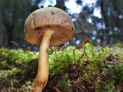 Fistulinella viscida