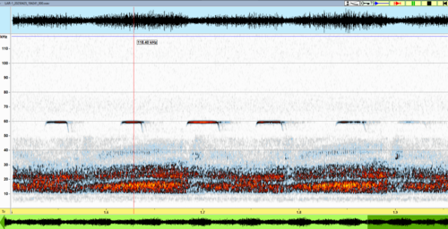 Clarion Mustached Bat (Pteronotus alitonus) — Data Deficient Mammalia