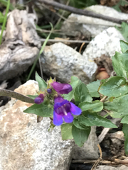 Penstemon serrulatus