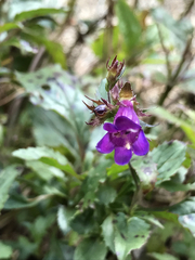 Penstemon serrulatus