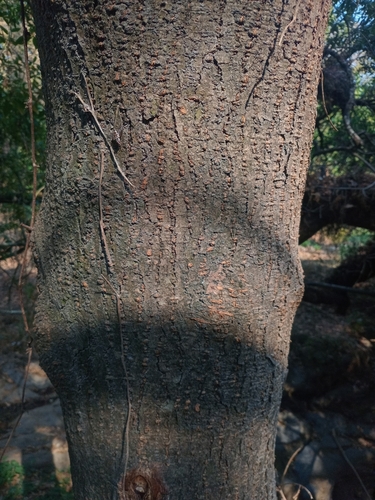 Foto de Amora-do-mato