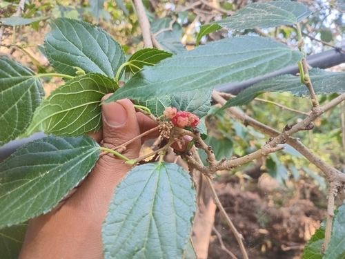 Foto de Amora-do-mato