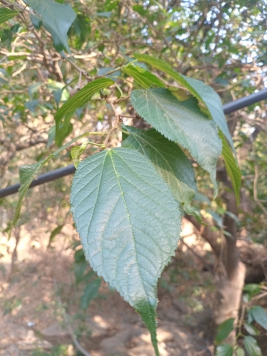 Foto de Amora-do-mato