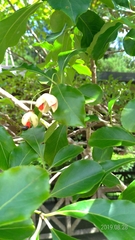 Euonymus carnosus