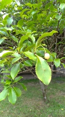 Euonymus carnosus