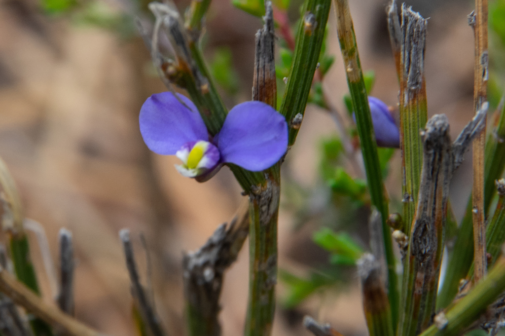 Broom Milkwort
