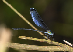 Psolodesmus mandarinus dorothea