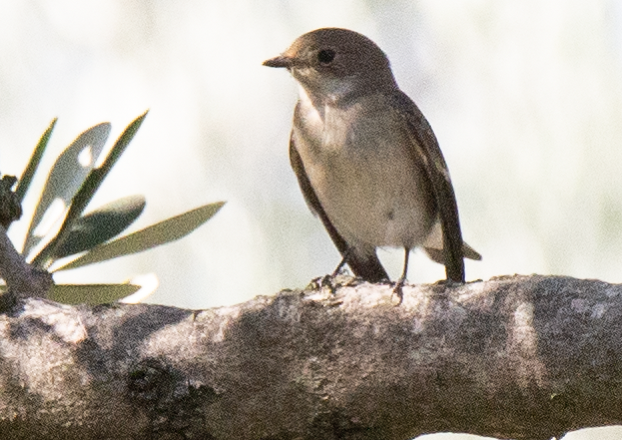 European Pied Flycatcher