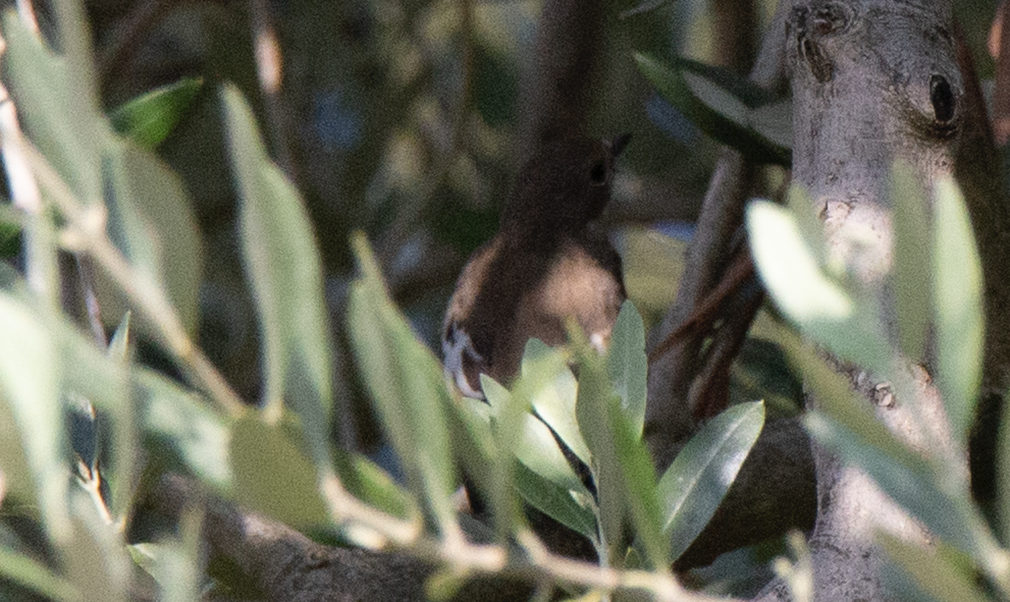 European Pied Flycatcher