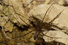 Nanocambridgea gracilipes