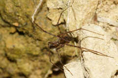 Nanocambridgea gracilipes