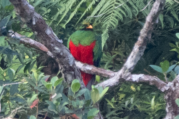 Golden-headed Quetzal (Pharomachrus auriceps), photo 10