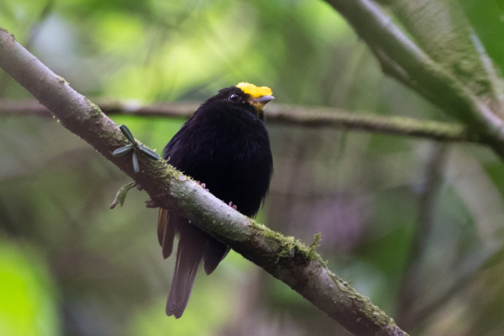 Golden-winged Manakin (Masius chrysopterus), photo 2
