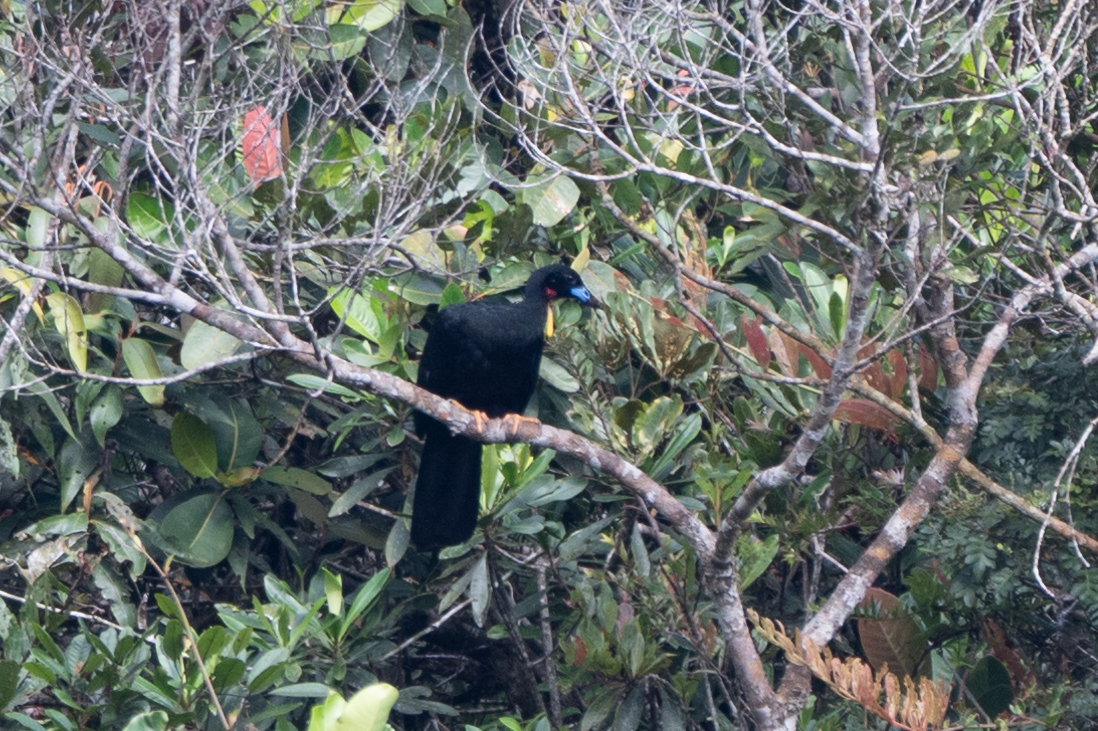 Wattled Guan (Aburria aburri), photo 3