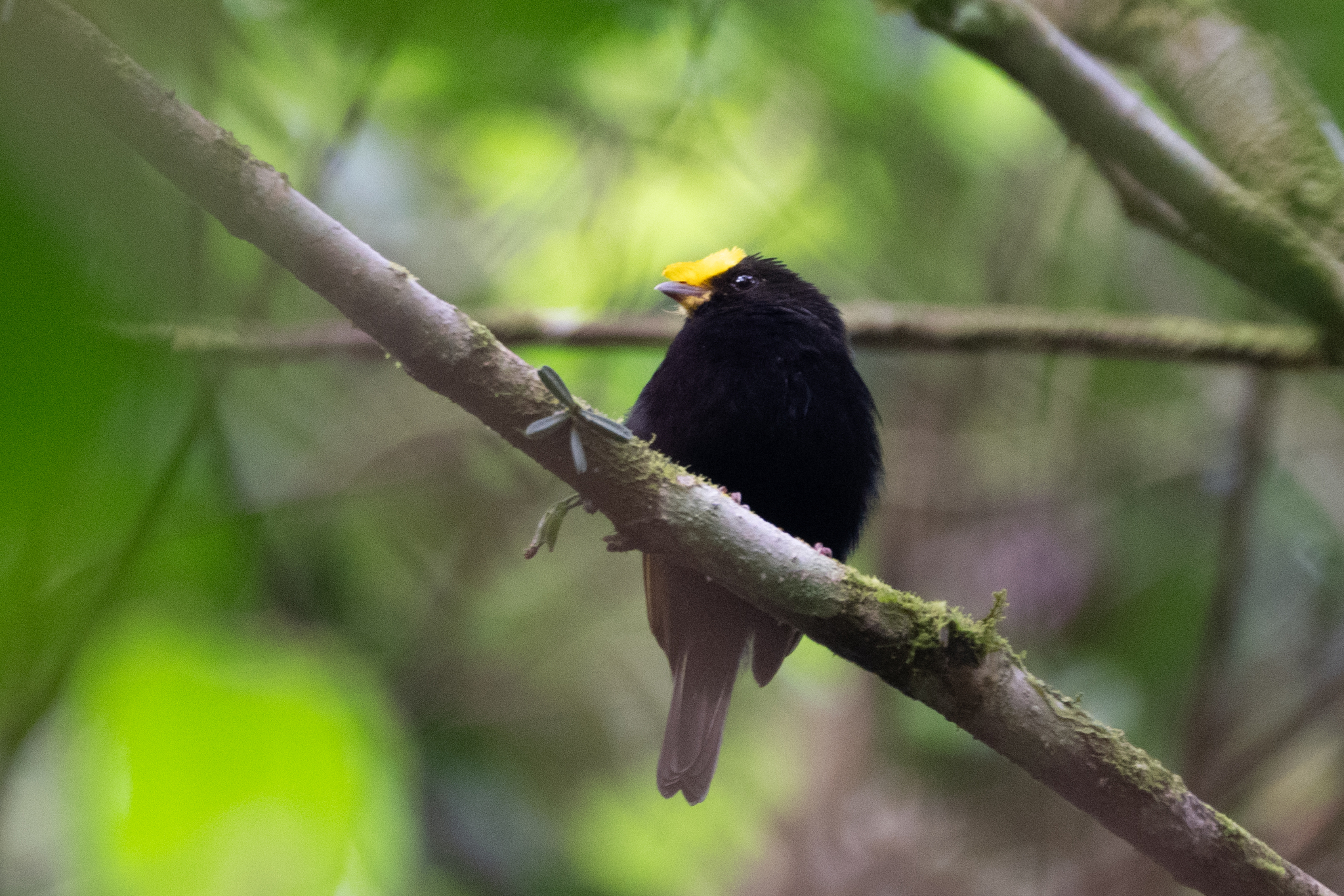 Golden-winged Manakin (Masius chrysopterus), photo 3