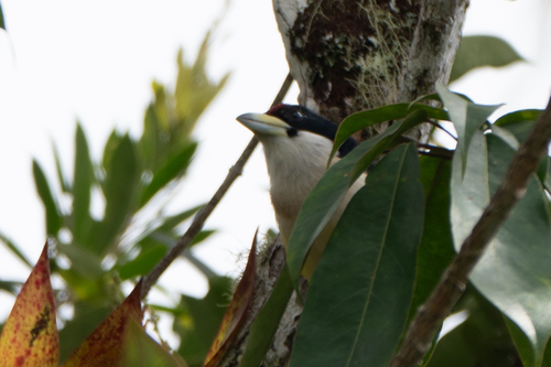 White-mantled Barbet (Capito hypoleucus)