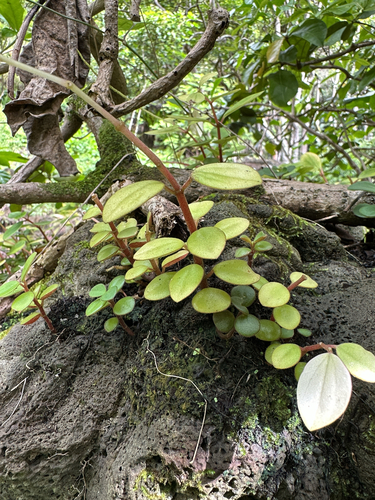 Peperomia leptostachya observed 2025-04-30