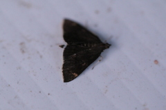 Pyrausta niveicilialis