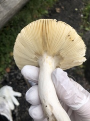 Russula