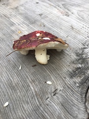 Russula