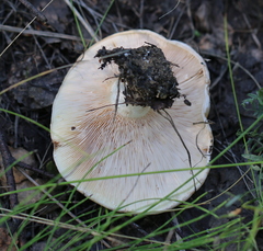Lactarius resimus