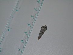 Pirenella conica